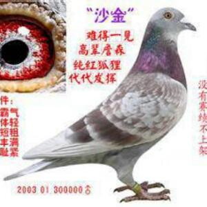 影子