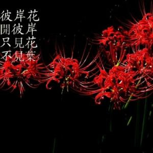 羽翼