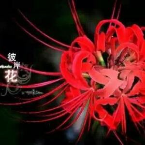 血色彼岸花
