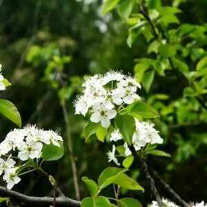 茉莉