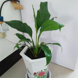 收获的季节
