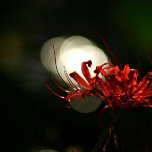 紫色烟花