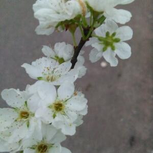 手可摘星辰