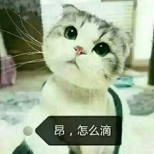 猫小咪