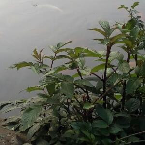 你好