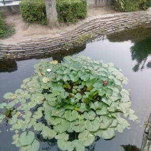 嘟嘟