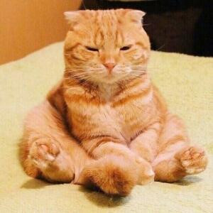 橘猫不胖