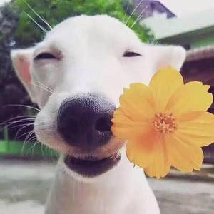 你的小早早