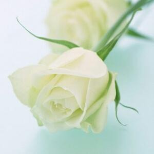花开一夏落尽