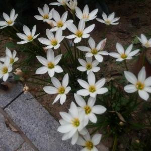 暗夜星辰
