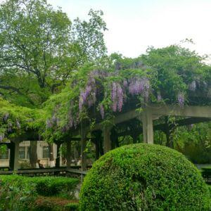 蓝色草莓