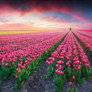 TEL 此情 以为你停留♬