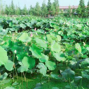我心永但
