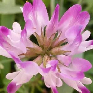 草紫花