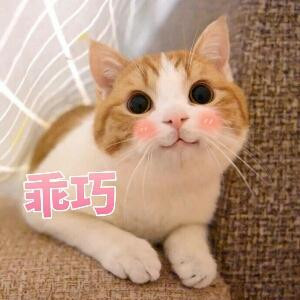 爱天线宝宝的猫
