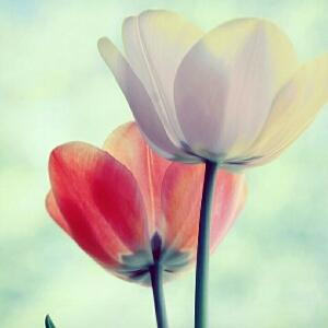 lily