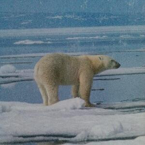 孤独的北极熊