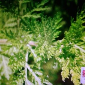 爱阅