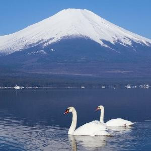 别弄脏洁白的雪