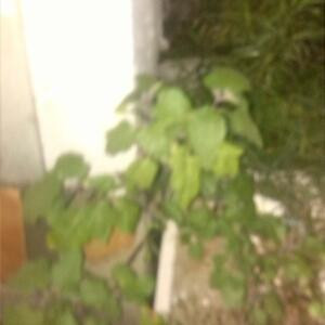 网25163干活话费