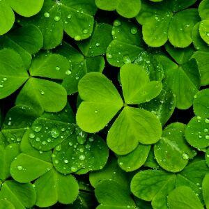 三只蜗牛慢慢爬