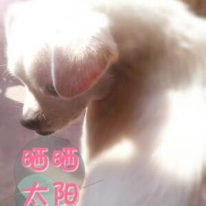 泡泡