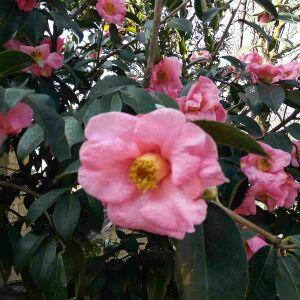 小荷才露尖尖角