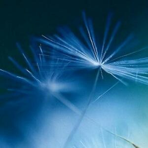 心清似水淡若风