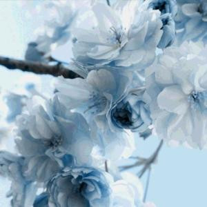花落