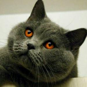 孤独呢猫先生