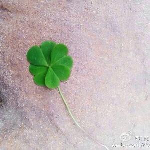倾源一生