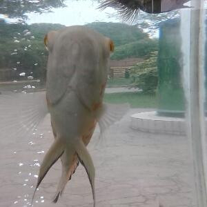 剑尘