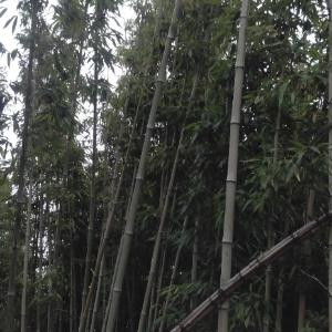 魅力