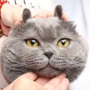 唯爱卿君