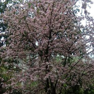 康师傅
