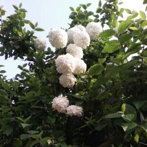 诗韵