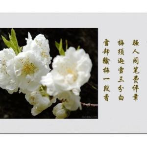 雪儿