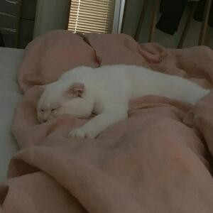 你家猫队长嘿嘿