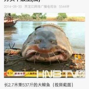 i669风格