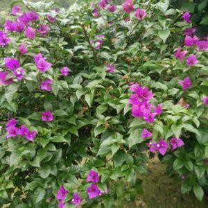 花开花落花飞花