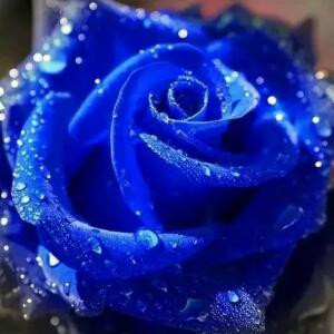 雾中花