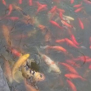 涟漪