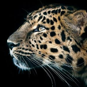 ♪ﾟ苦涩Д棉花糖っ