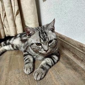吾系饭团啦