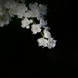 皆非