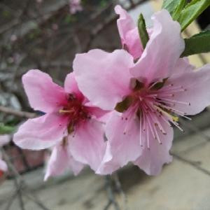 人面桃花