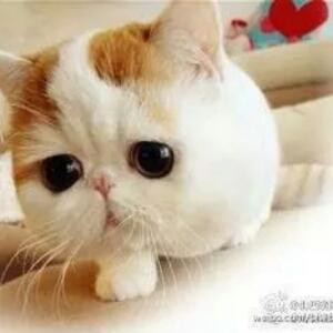 萌猫