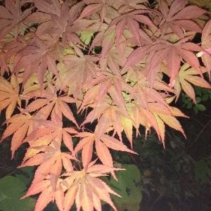 王的夙愿