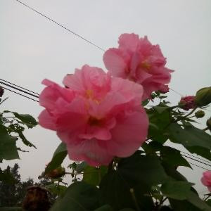 阿纯