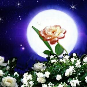 不凋零的蔷薇花